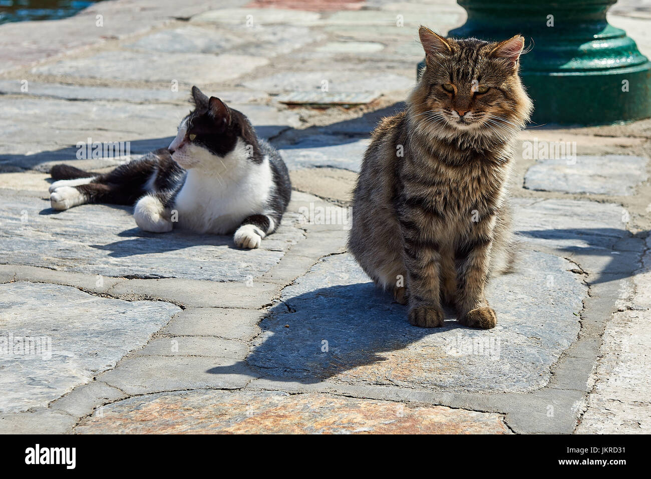 Spanien,grèce,péloponnèse,urlaub,vacances,iland,insel,hydea,ydra,les chats d'Hydra, Banque D'Images