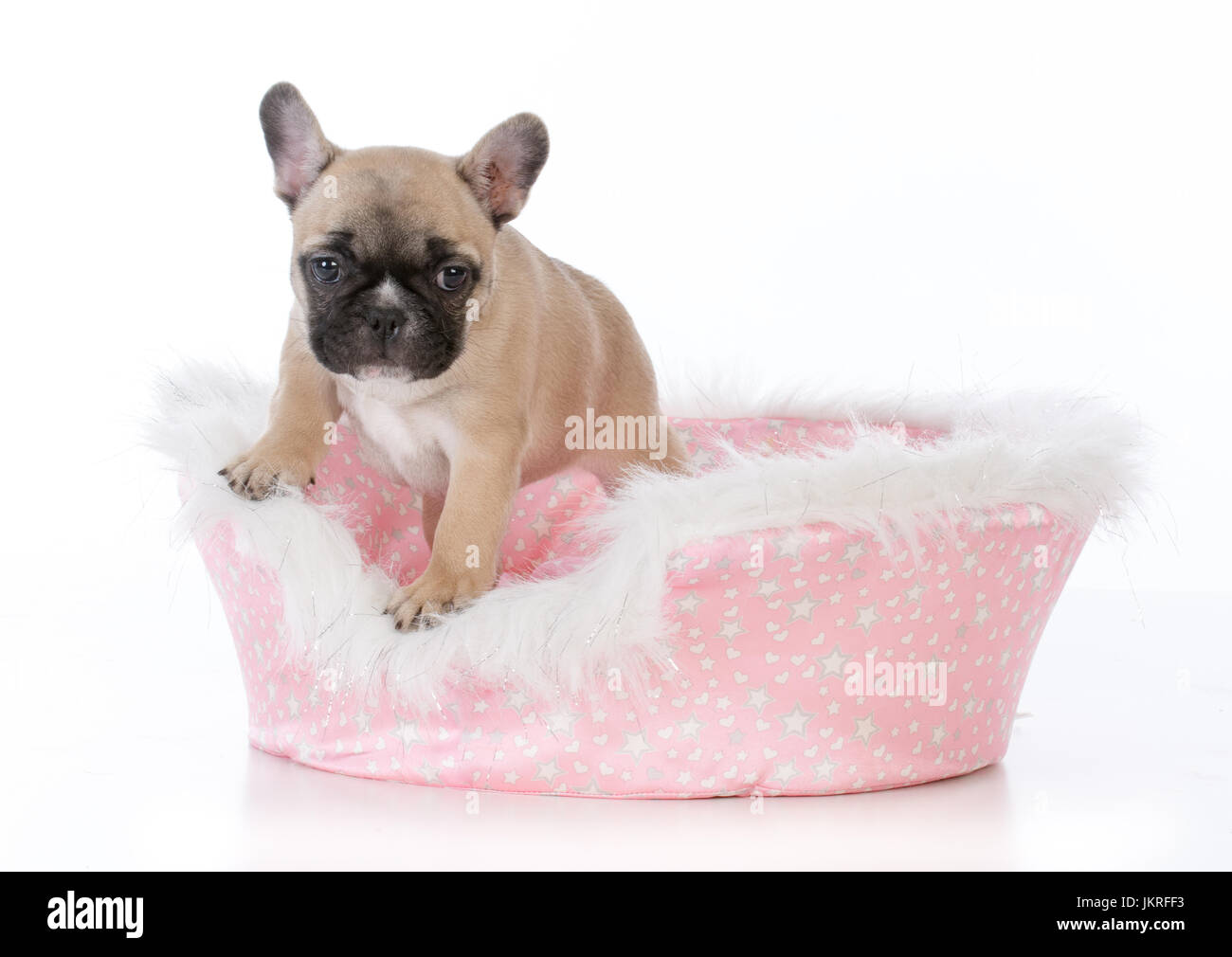Bouledogue français chiot dans un joli lit pour chien rose sur fond blanc  Photo Stock - Alamy