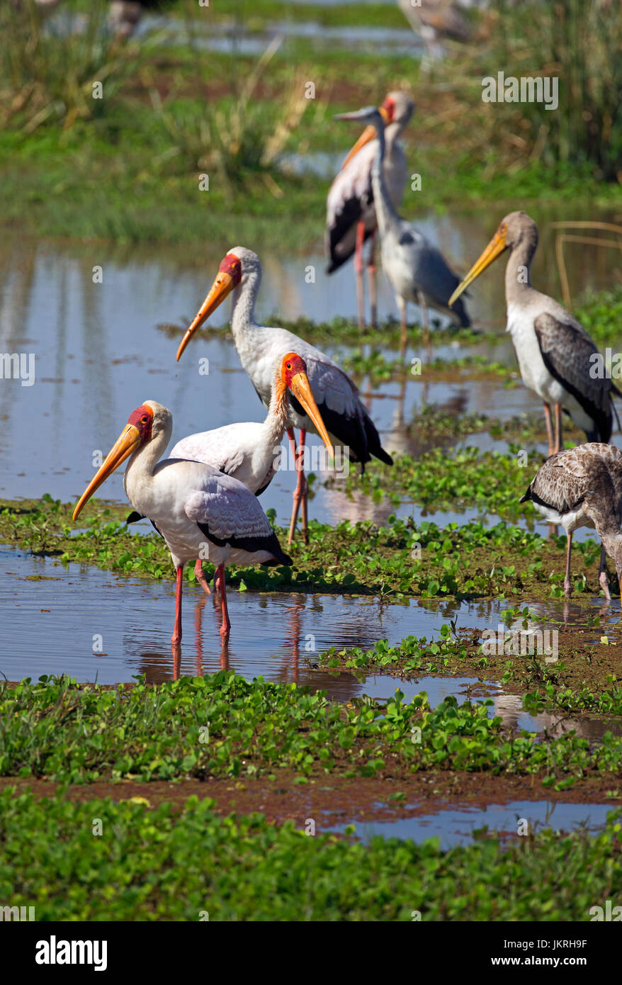 Cigogne Blanche en Tanzanie Banque D'Images