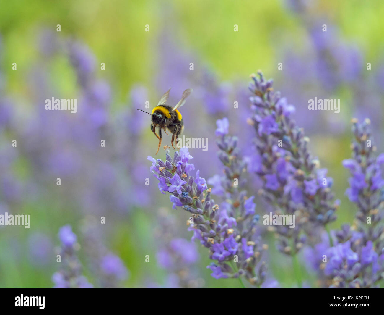 Jardin Bumblebee Bombus hortorum se nourrissant de lavande du jardin de l'été Banque D'Images