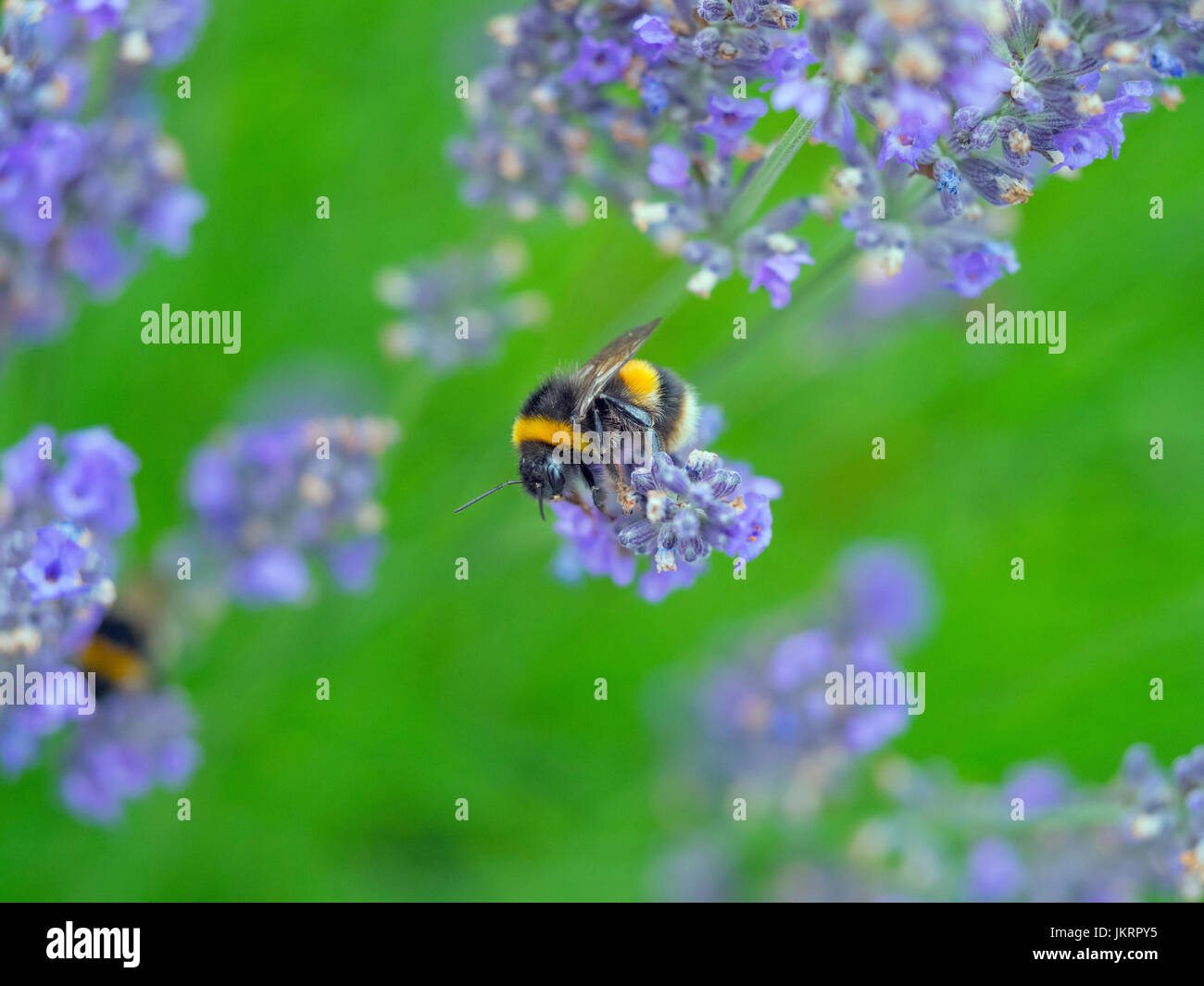 Jardin Bumblebee Bombus hortorum se nourrissant de lavande du jardin de l'été Banque D'Images