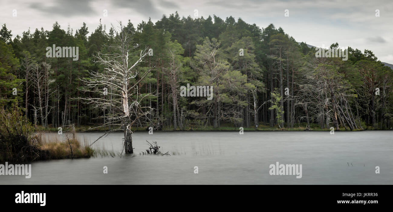 Loch Mallachie près de RSPB Loch Garten dans les Highlands écossais Banque D'Images