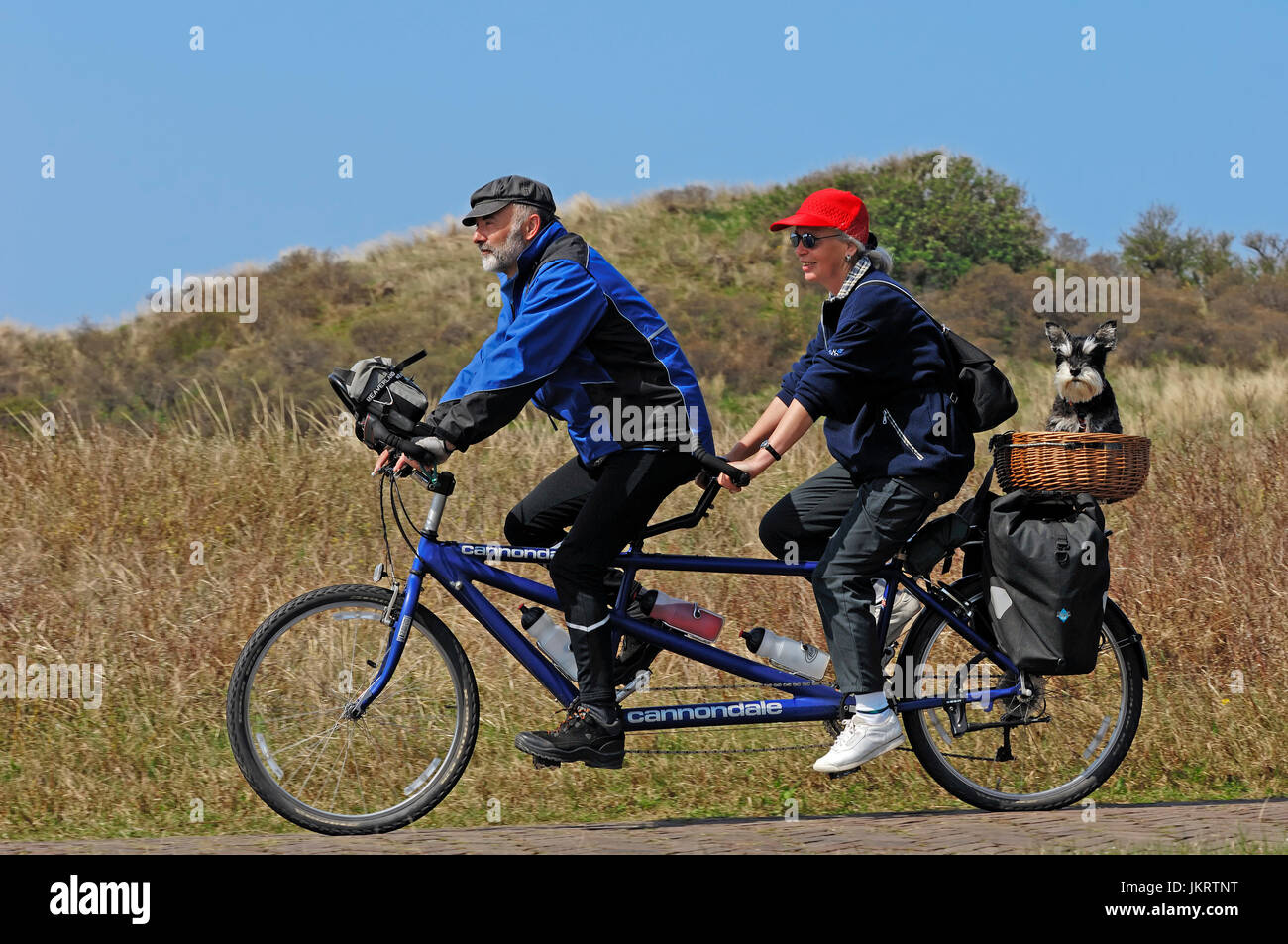 Couple avec tandem et Schnauzer nain dans panier, Castricum, Pays Bas / Schnauzer nain noir-argent Banque D'Images