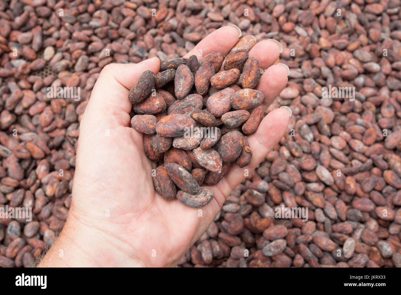 Les fèves de cacao séchant au soleil dans la production du chocolat Banque D'Images