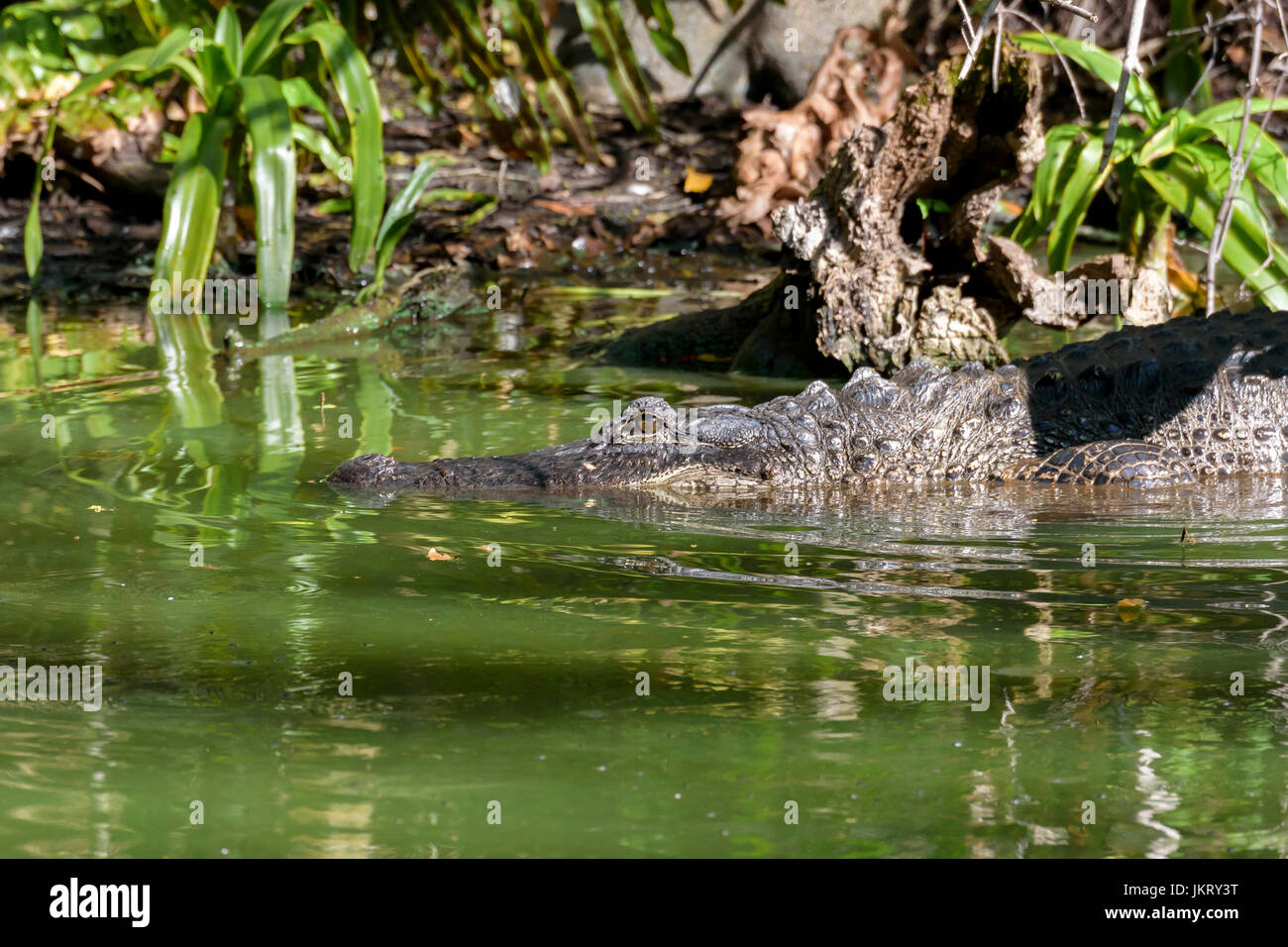 Alligator Alligator mississippiensis) (Big Cypress Bend, Fakahatchee Strand, Florida, USA Banque D'Images Alligator Alligator mississippiensis) (Big Cypress Bend, Fakahatchee Strand, Florida, USA Banque D'Images