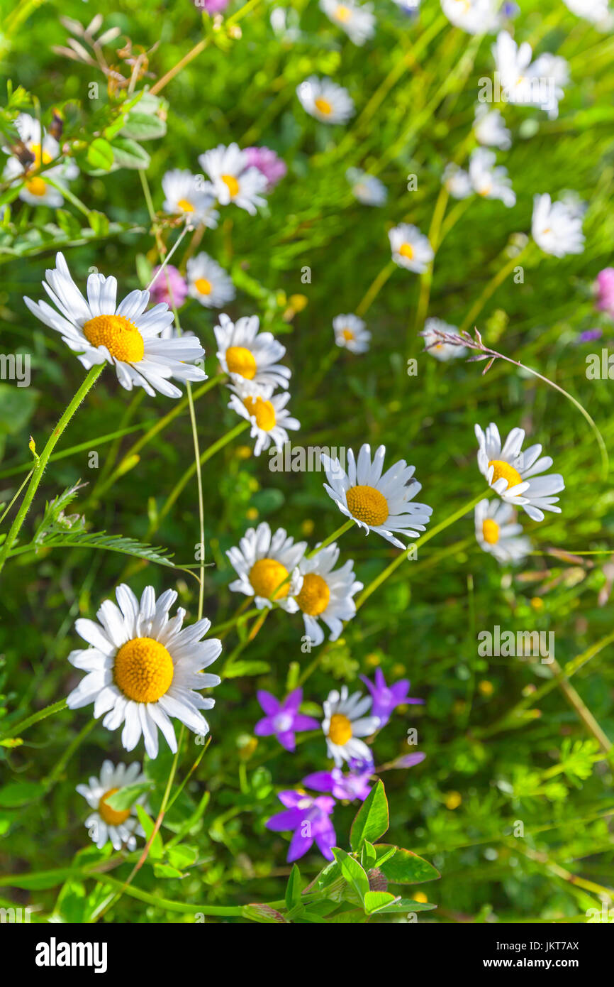 Fleurs d'été de pousser sur pré vert naturel, fond photo verticale avec soft focus sélectif Banque D'Images