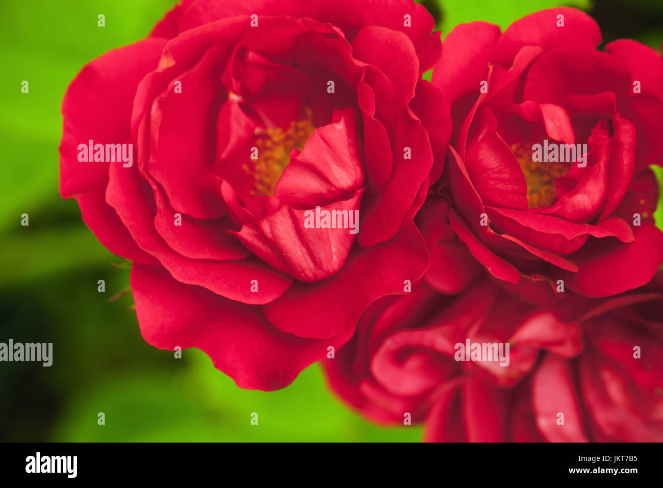 Roses rouges en été, Jardin, macro photo avec soft focus sélectif Banque D'Images Roses rouges en été, Jardin, macro photo avec soft focus sélectif Banque D'Images