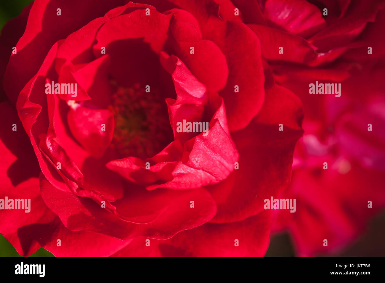 Rose rouge fleur fragment, macro photo avec soft focus sélectif Banque D'Images Rose rouge fleur fragment, macro photo avec soft focus sélectif Banque D'Images