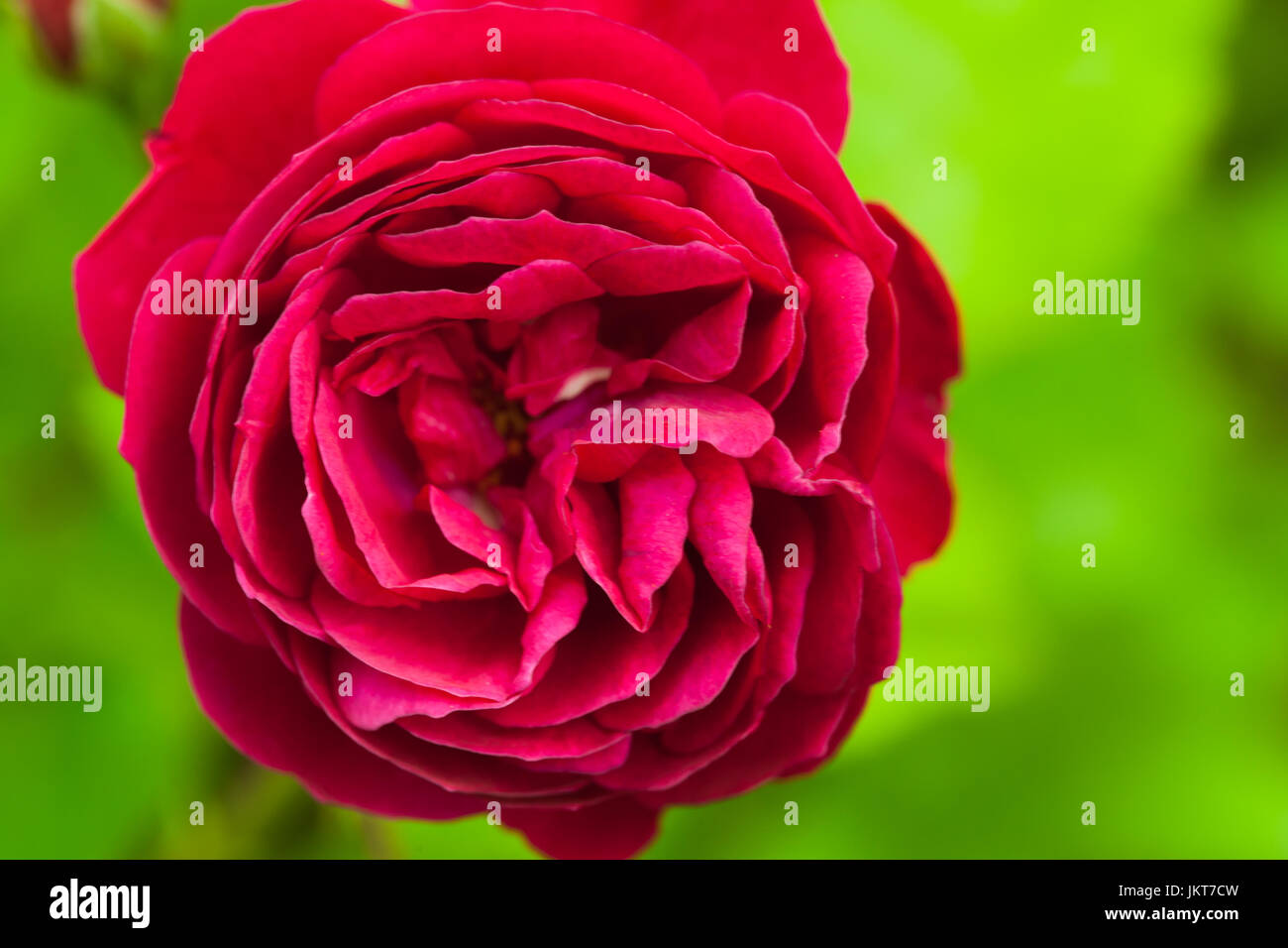 Rose rouge fleur, macro photo avec soft focus sélectif Banque D'Images Rose rouge fleur, macro photo avec soft focus sélectif Banque D'Images