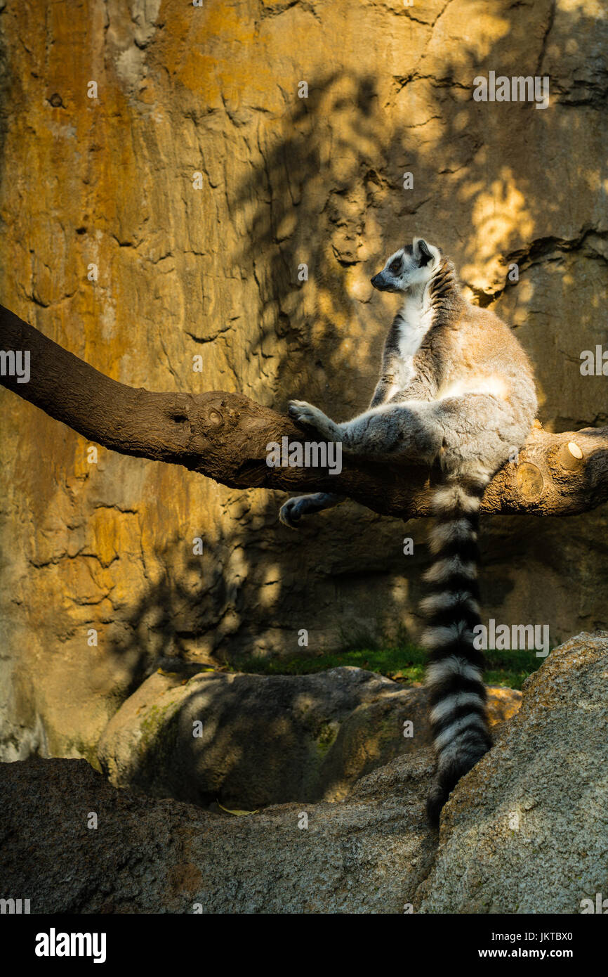 Madagascar ring-tailed lemur catta (refroidissement) assis sur une branche dans un arbre d'ombre, à Valence, Espagne zoo Banque D'Images