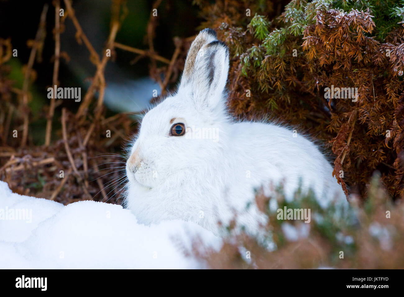 Profil de lièvre de montagne Banque D'Images