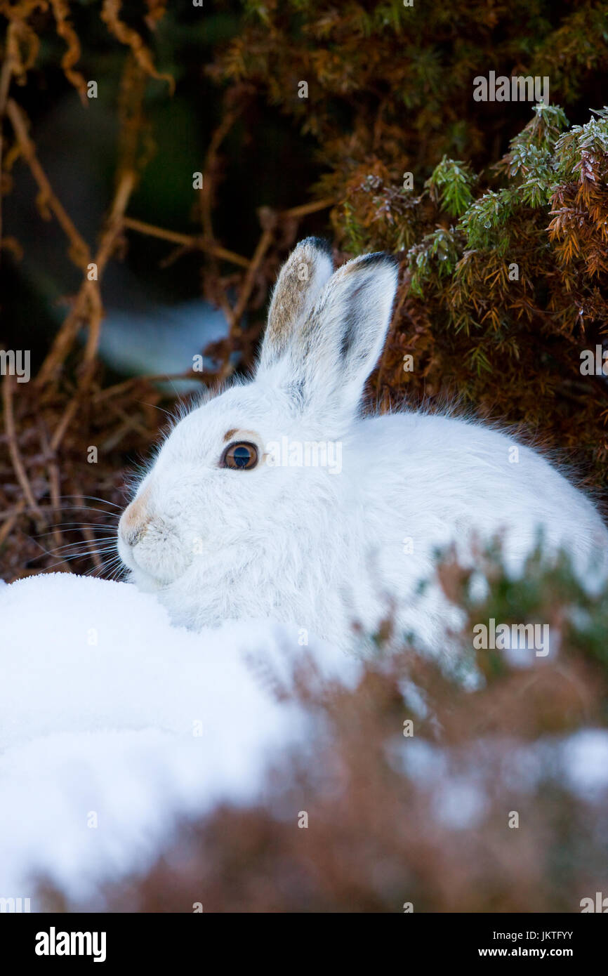 Profil de lièvre de montagne Banque D'Images