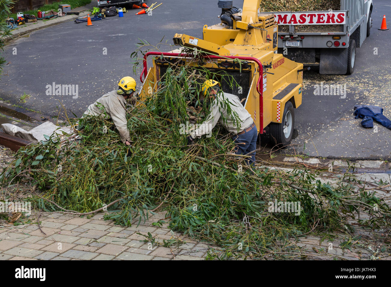 Service d'élagage des arbres, les travailleurs-gum bleu mettre des branches d'arbre d'eucalyptus en broyeur, ville de Novato, comté de Marin, en Californie Banque D'Images