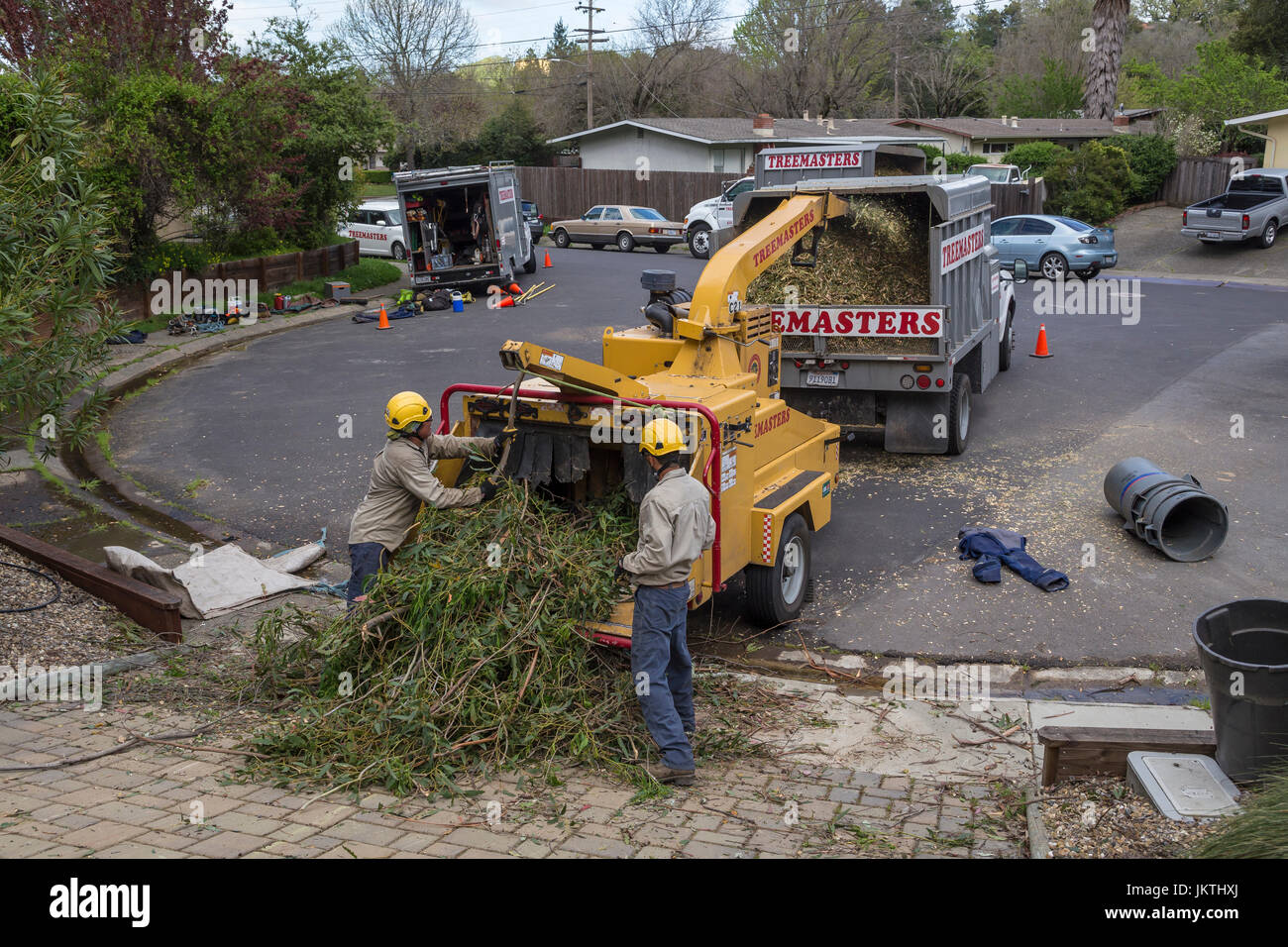 Service d'élagage des arbres, les travailleurs-gum bleu mettre des branches d'arbre d'eucalyptus en broyeur, ville de Novato, comté de Marin, en Californie Banque D'Images