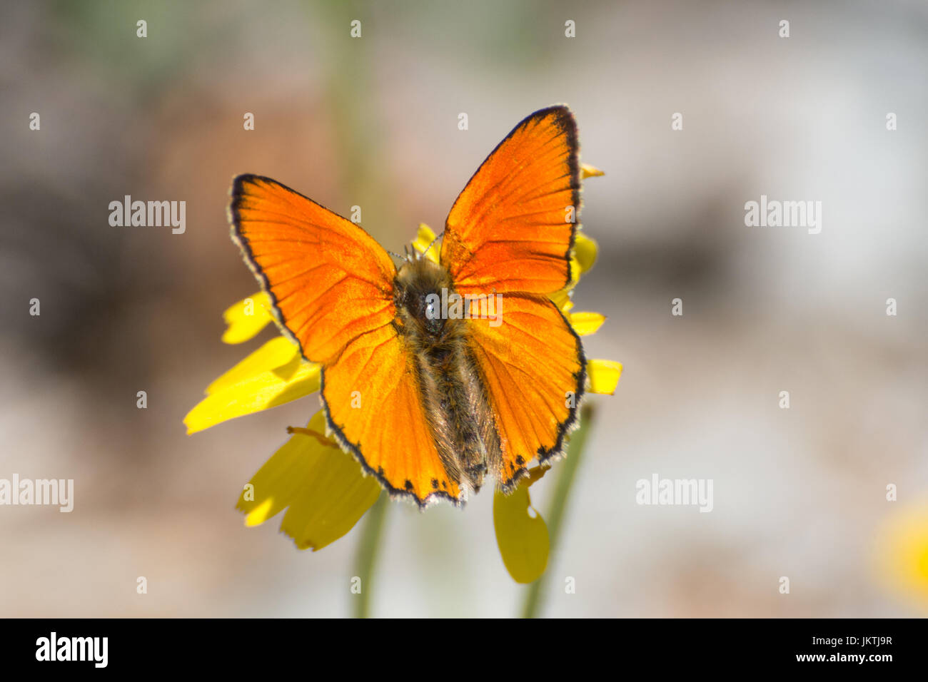 Close-up of rare papillon Lycaena virgaureae (cuivre) dans les Alpes, France, Europe Banque D'Images