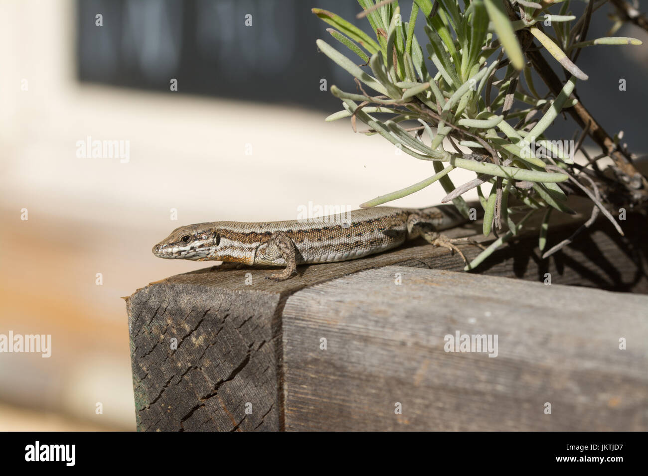 Lézard des murailles (Podarcis muralis) sur une plante en pot en France, en Europe Banque D'Images