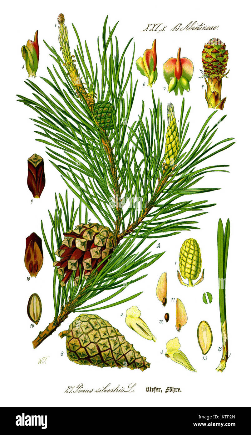 Illustration d'aiguilles, cônes, et les graines de pin sylvestre (Pinus sylvestris) Banque D'Images