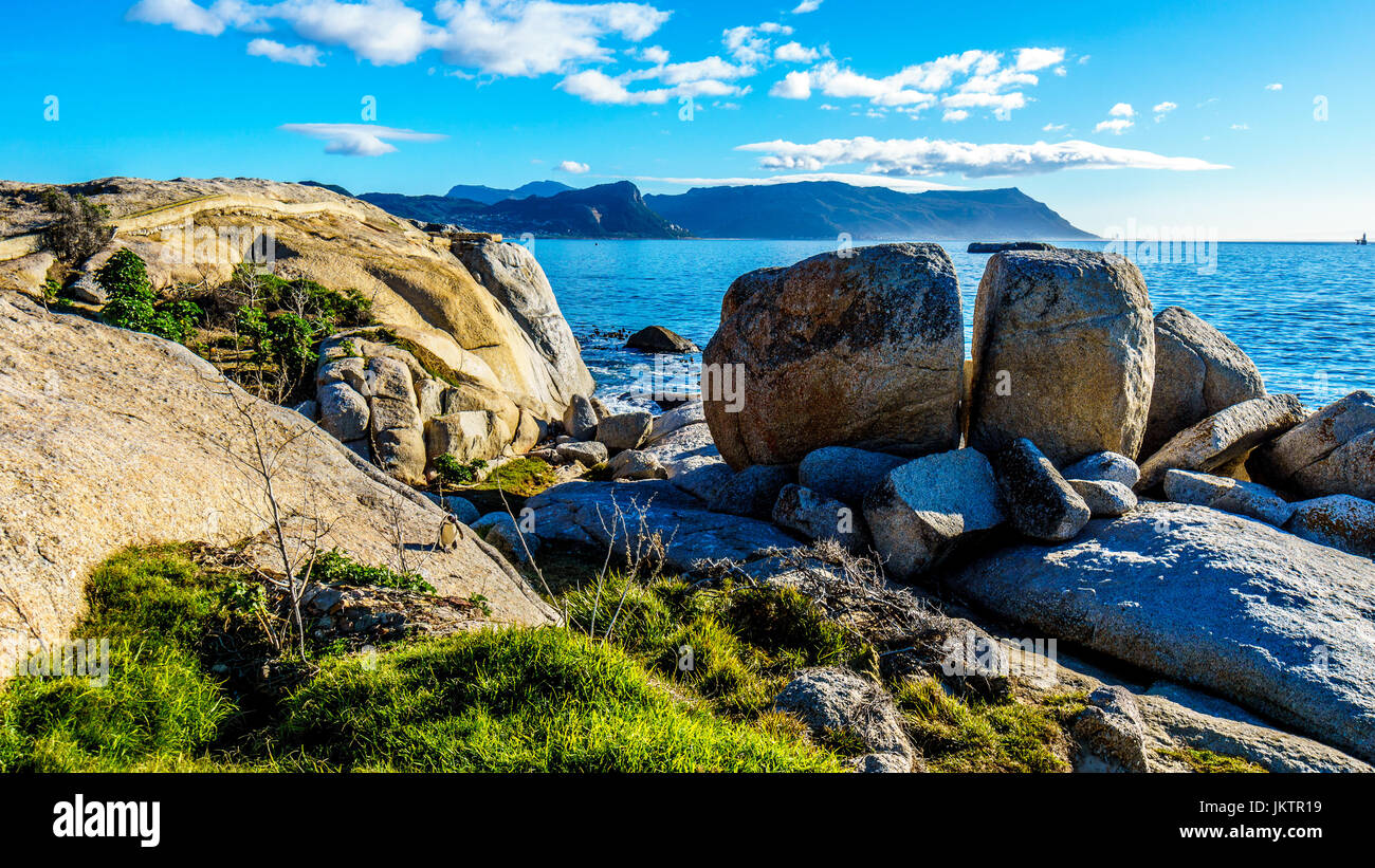 Penquin naviguer vers le bas les rochers à Boulders Beach à Simons Town, près de Cape Town Afrique du Sud Banque D'Images