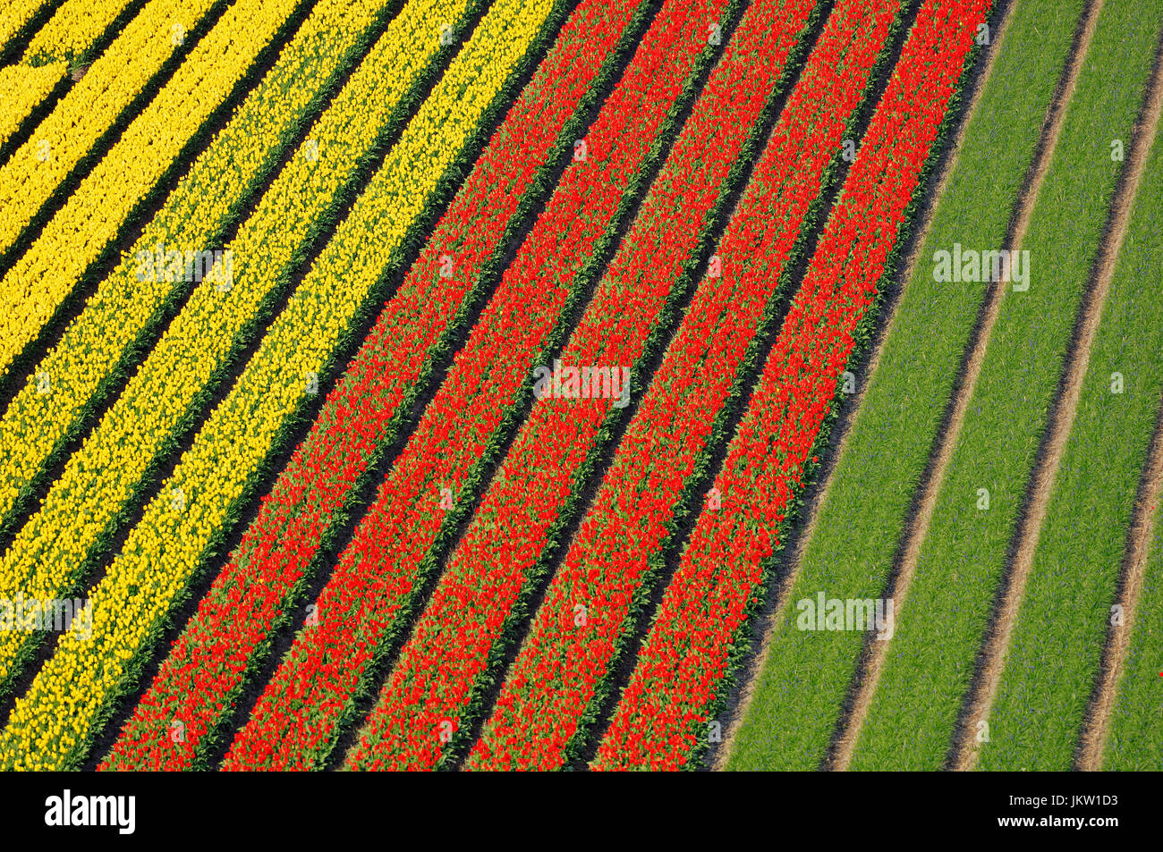 Champs de tulipes près de Lisse, Pays-Bas / (Tulipa spec.) | Tulpenfelder bei lisse, brillant / (Tulipa spec.) Banque D'Images