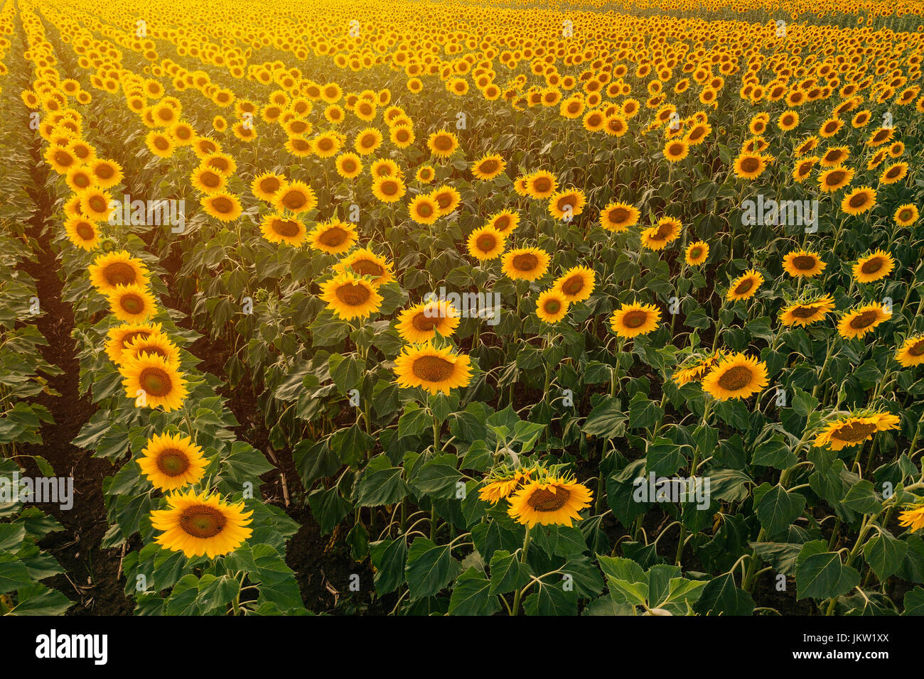 Vue aérienne de champ de tournesol coucher du soleil en été, les cultures agricoles cultivées à partir du point de vue de drones Banque D'Images