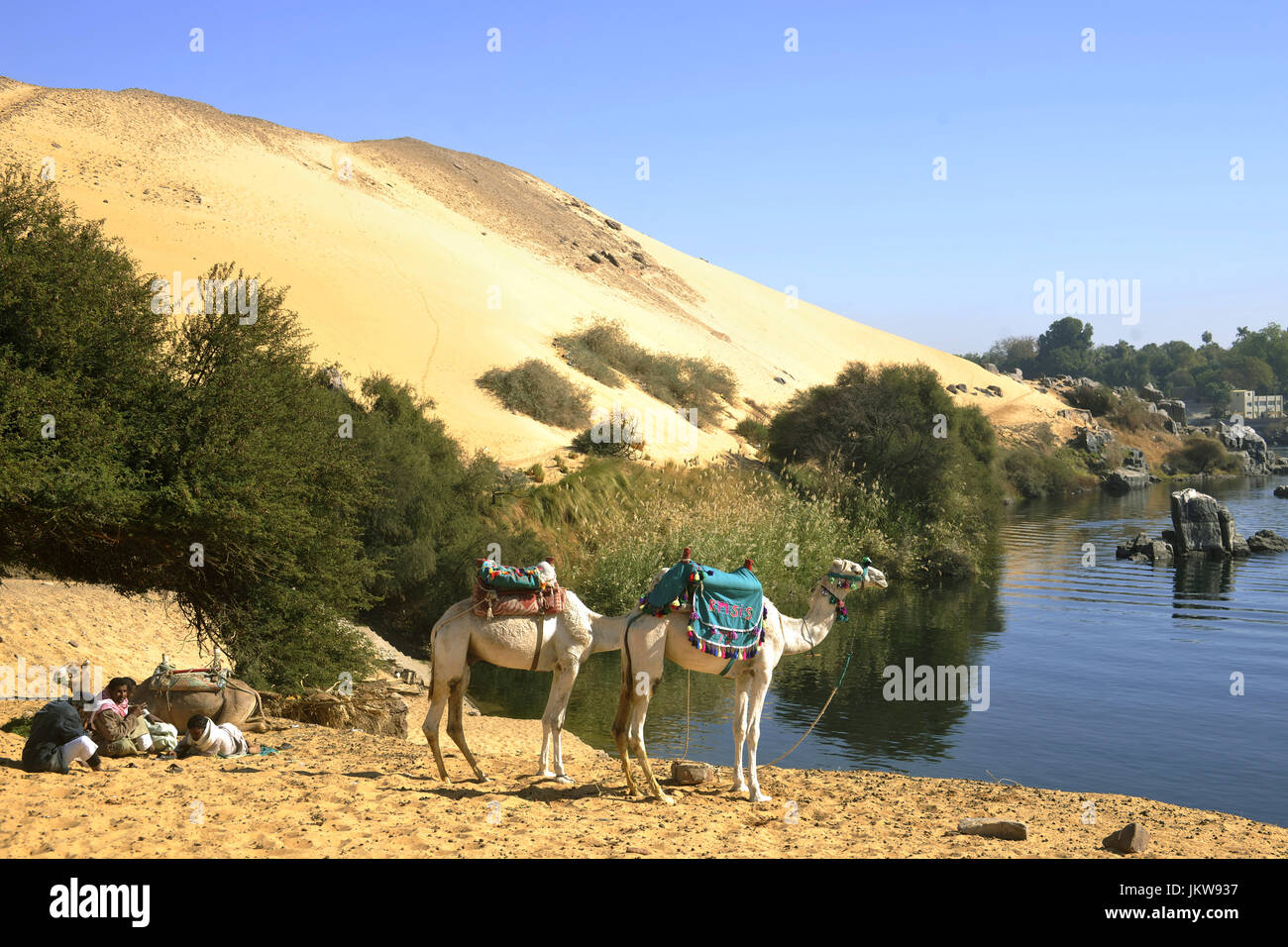 Aegypten, Assouan, Kamele am linken Nilufer unterhalb des Simeonsklosters Banque D'Images