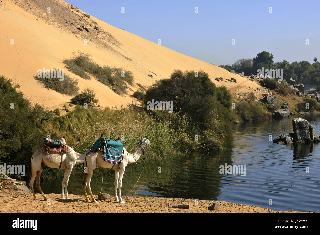 Aegypten, Assouan, Kamele am linken Nilufer unterhalb des Simeonsklosters Banque D'Images