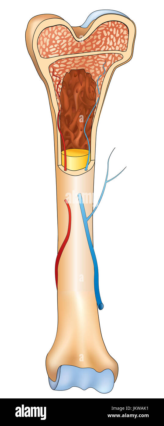 Détails de la structure osseuse, l'anatomie humaine signe médical. Banque D'Images