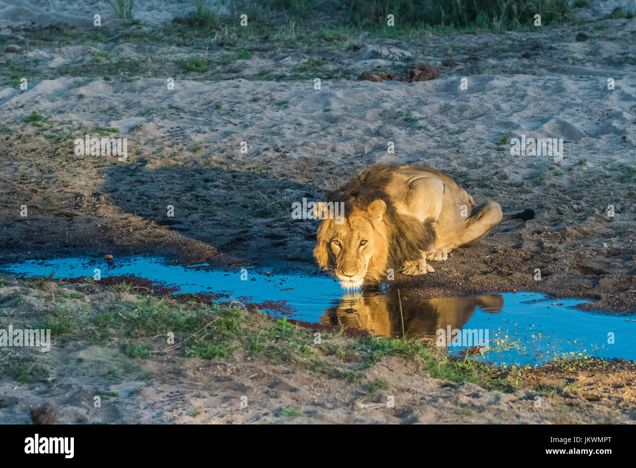 Lion d'Afrique à MalaMala Game Reserve Banque D'Images