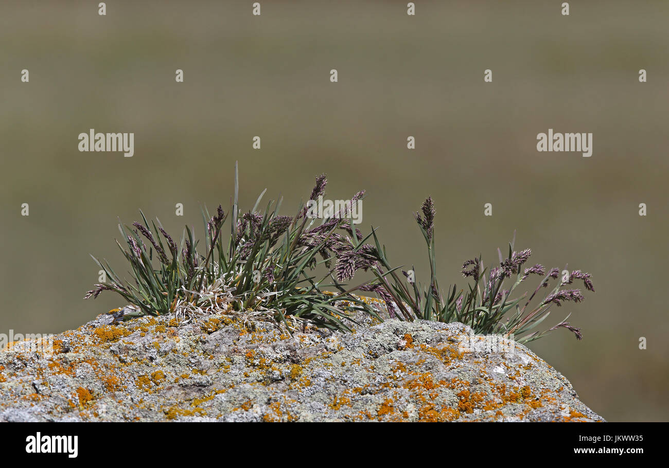 Lactosérum touffeté, wildrye de ThickSpike / herbe arctique Banque D'Images