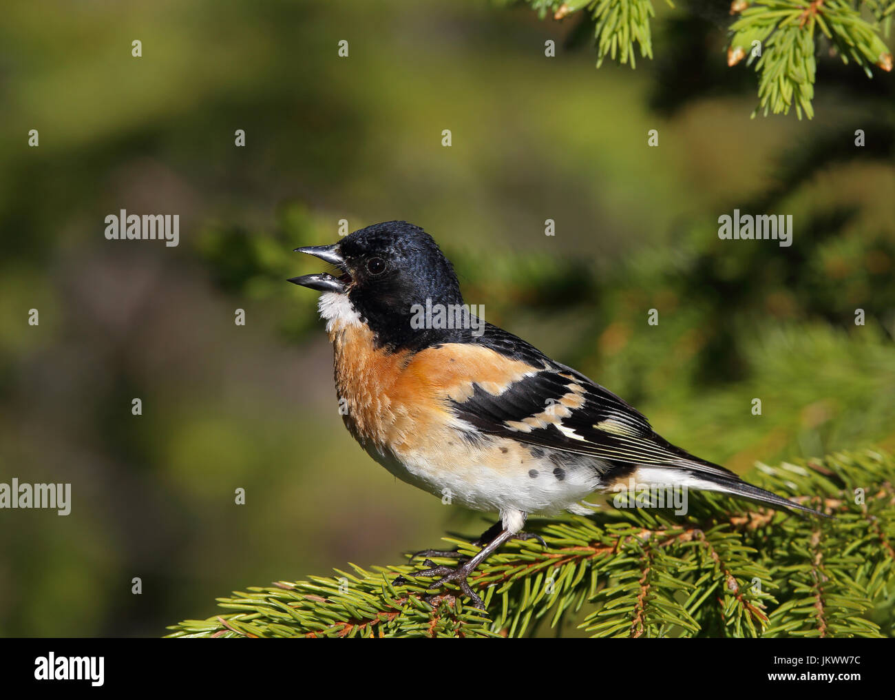 Brambling, mâle dans le plumage de reproduction, chantant de la branche de l'épinette Banque D'Images