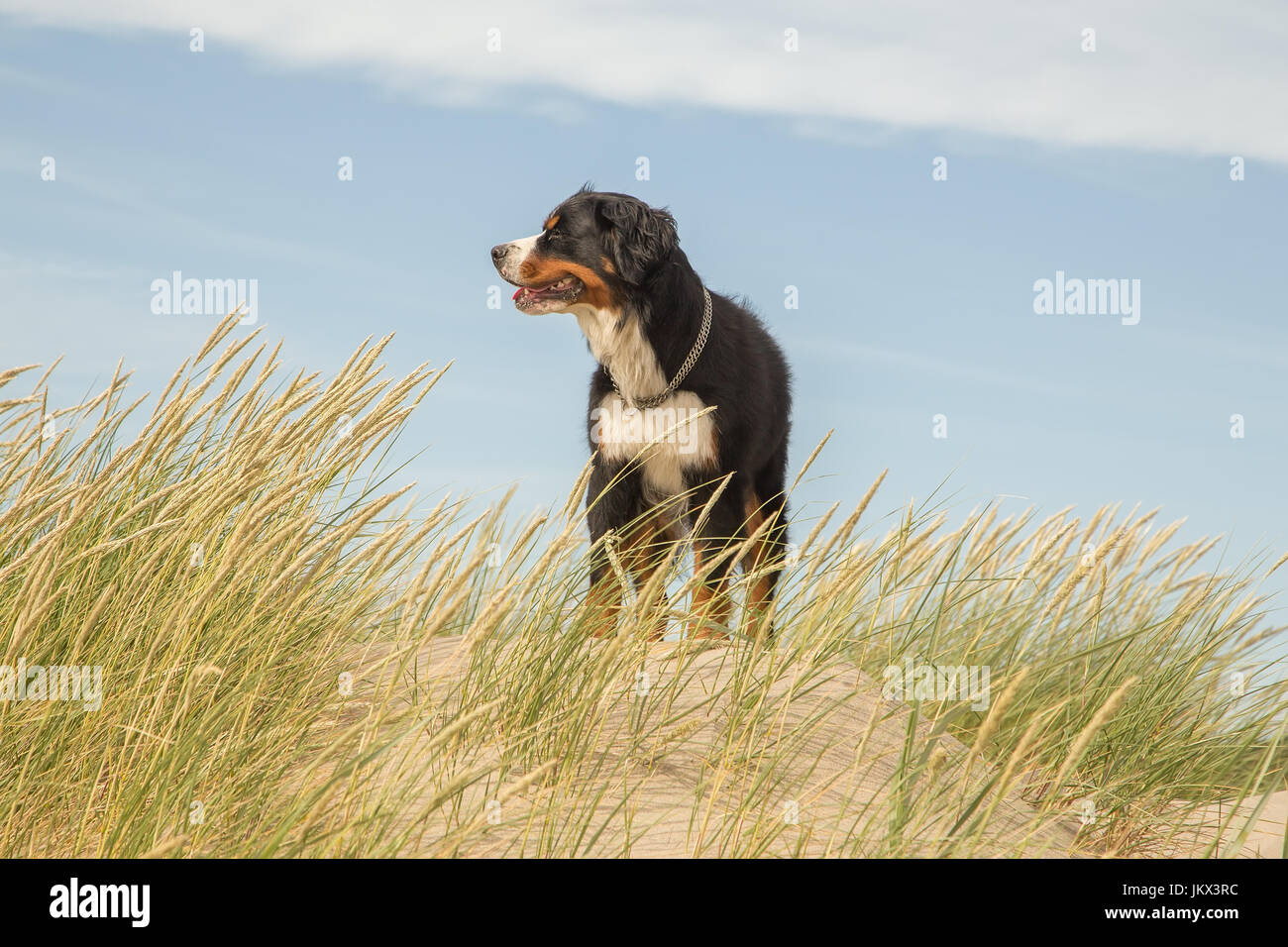 Bernois dans l'herbe sur les dunes de sable Banque D'Images