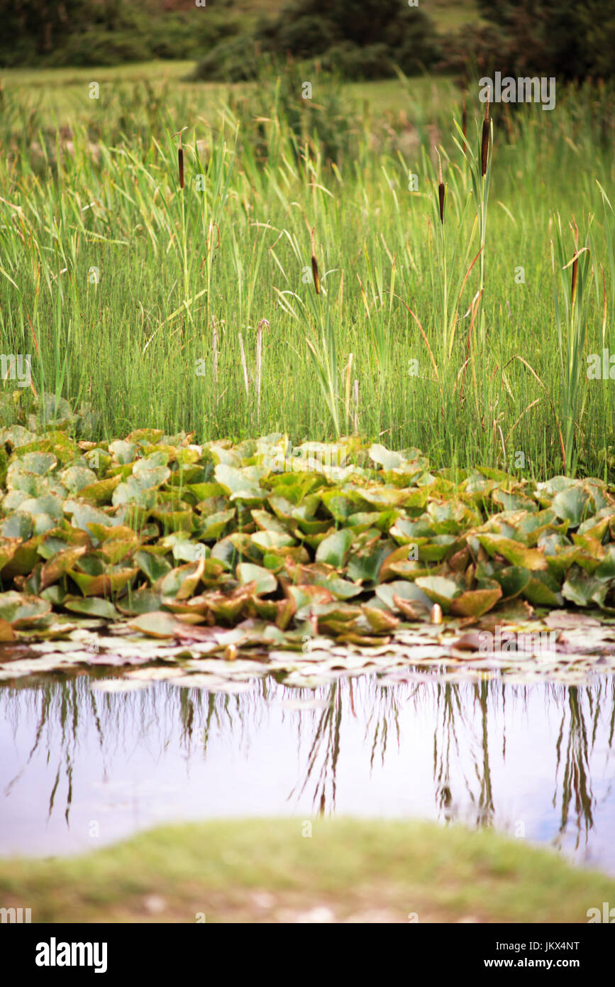 Reflet de roseaux dans les marais de l'eau Banque D'Images