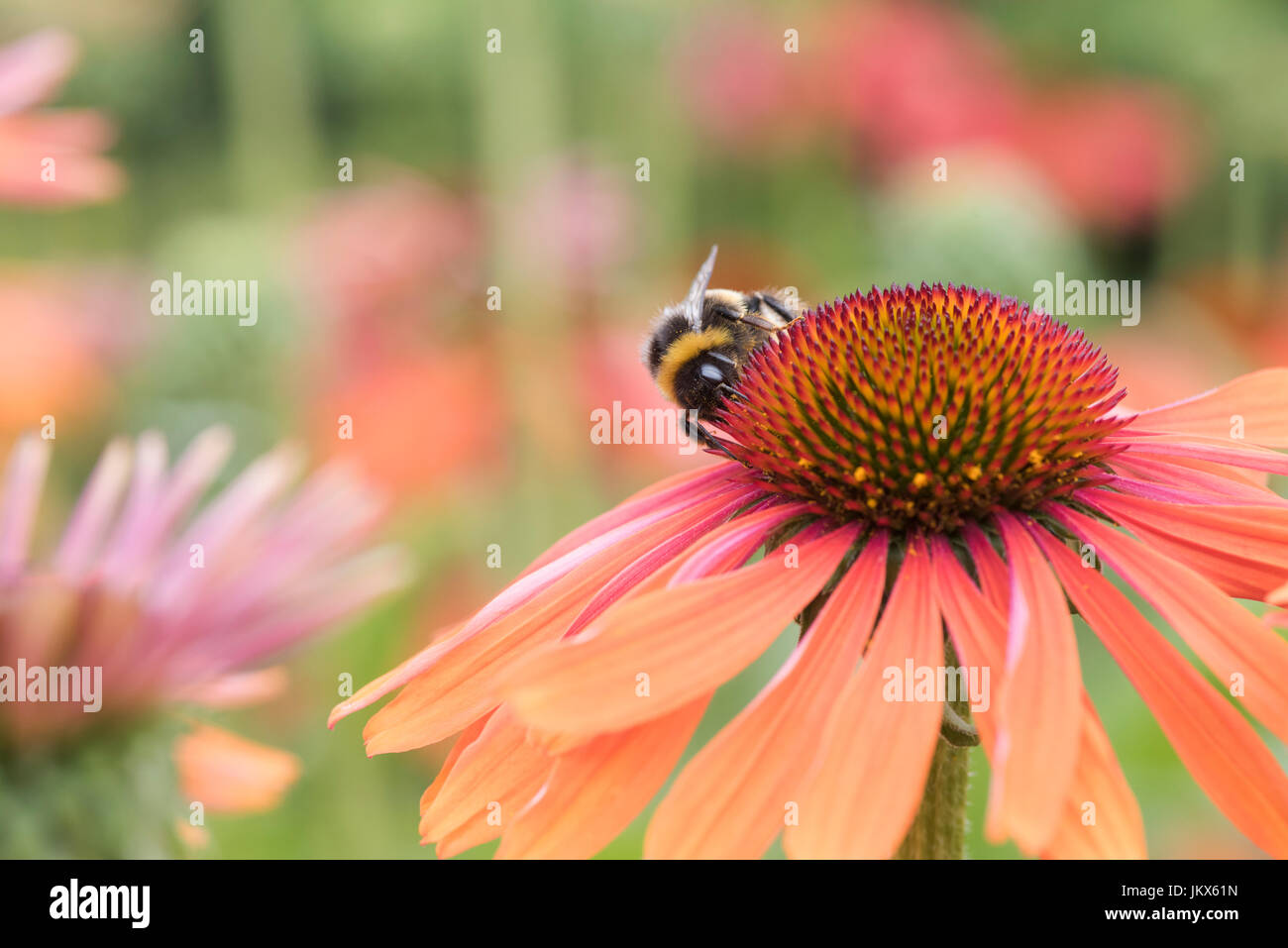 Bombus lucorum. White Tailed bumblebee se nourrissant d'un Echinacea 'Hot Summer'. Coneflower Banque D'Images