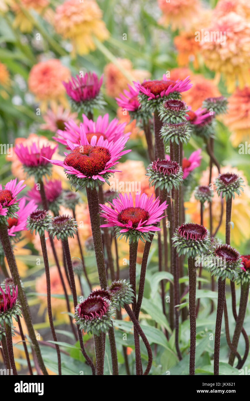 Echinacea 'Fatal attraction'. Coneflowers Banque D'Images