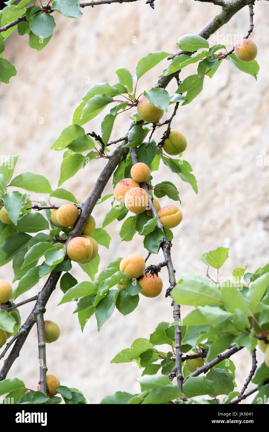 Prunus armeniaca. L'abricot espalier fruité sur un mur en pierre de chalet à Anyho, Northamptonshire, Angleterre. Aynho est connu sous le nom de Apricot Village Banque D'Images