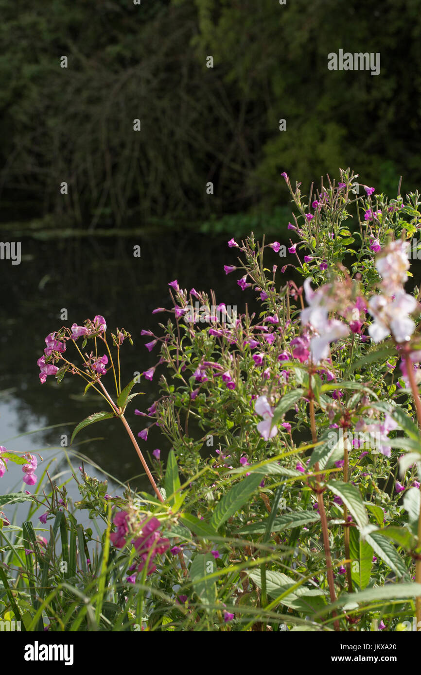 Balsamine de l'Himalaya en croissance sur un canal. Banque D'Images