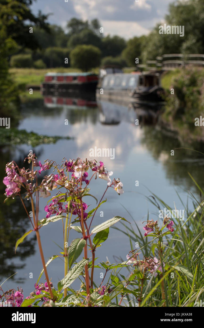Balsamine de l'Himalaya en croissance sur un canal. Banque D'Images