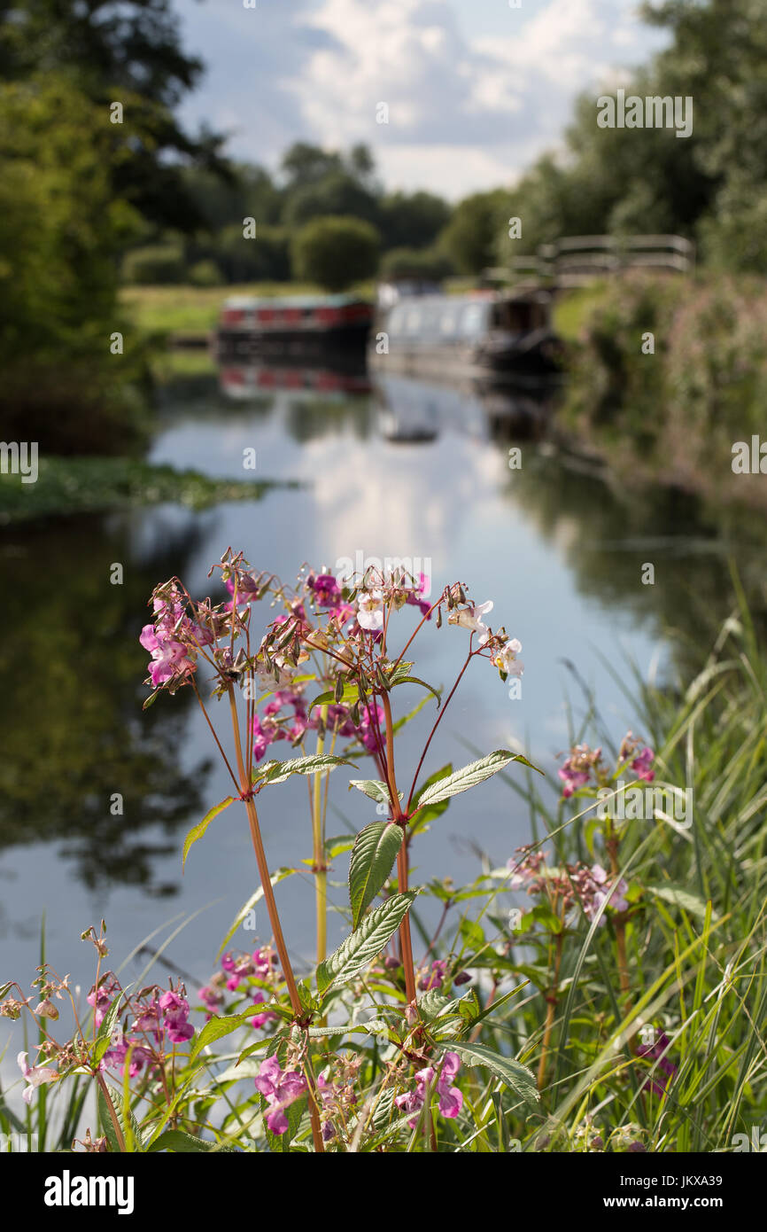 Balsamine de l'Himalaya en croissance sur un canal. Banque D'Images