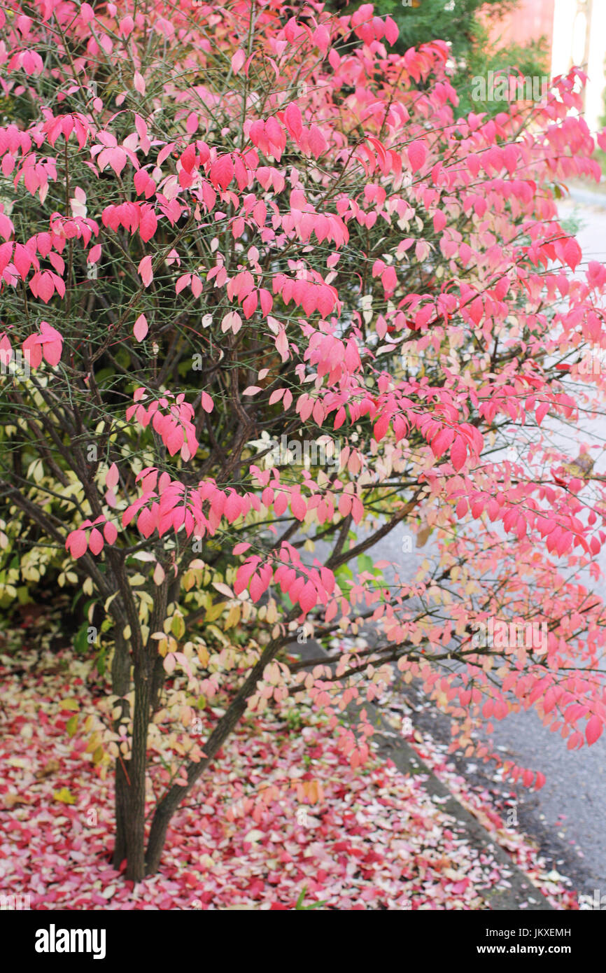 Euonymus alatus arbuste automne belle feuille rouge Banque D'Images