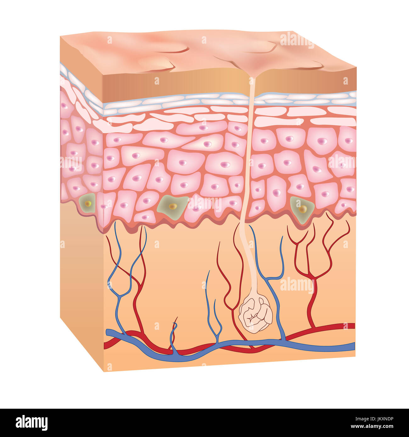 50x agrandie anatomiques de la peau humaine modèle Science 