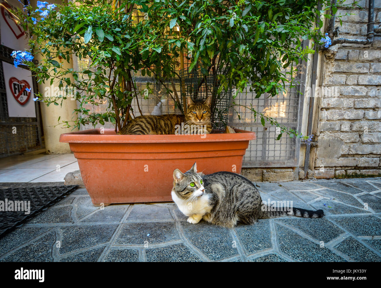 Deux beaux chats flânant dans la cour de l'époque romaine un abri au sanctuaire cat Torre Argentina à Rome Italie Banque D'Images