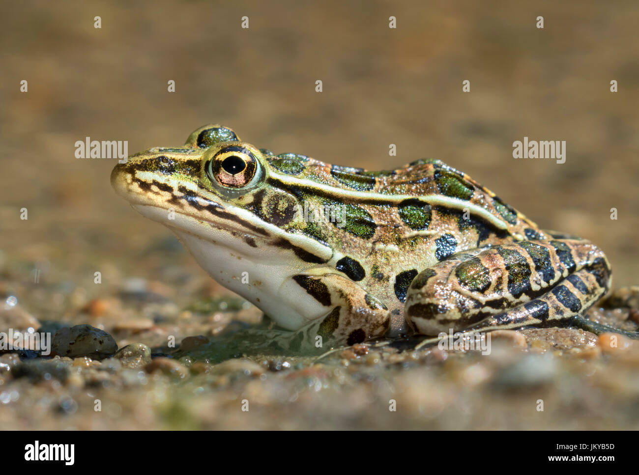 Grenouille léopard (Lithobates pipiens) près de l'eau, Point Ledges State Park, Iowa, États-Unis. Banque D'Images