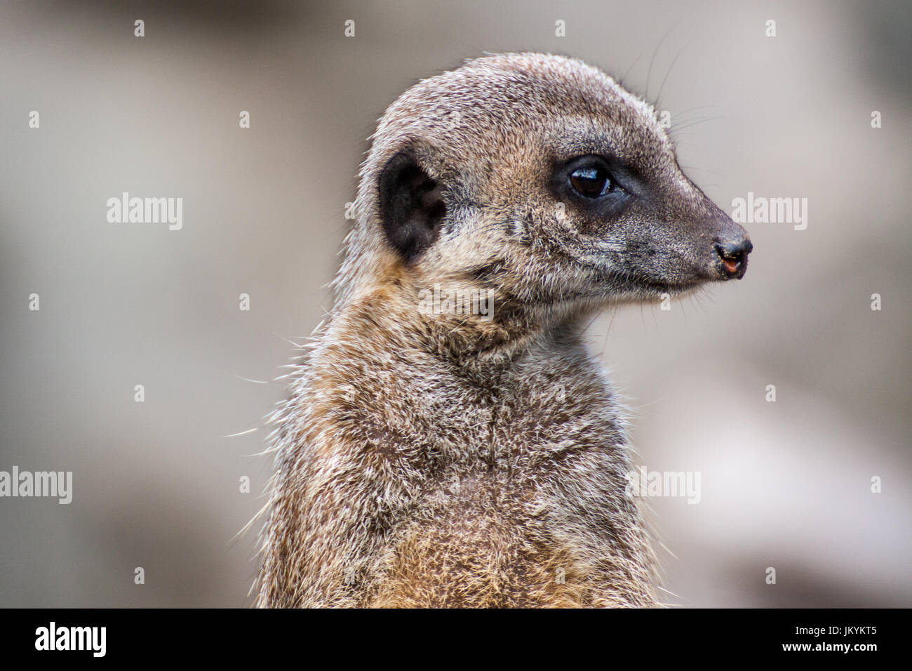 Le meerkat ou suricate est une petite carnivoran appartenant à la famille des mangoustes. C'est la seule espèce du genre Suricata Banque D'Images