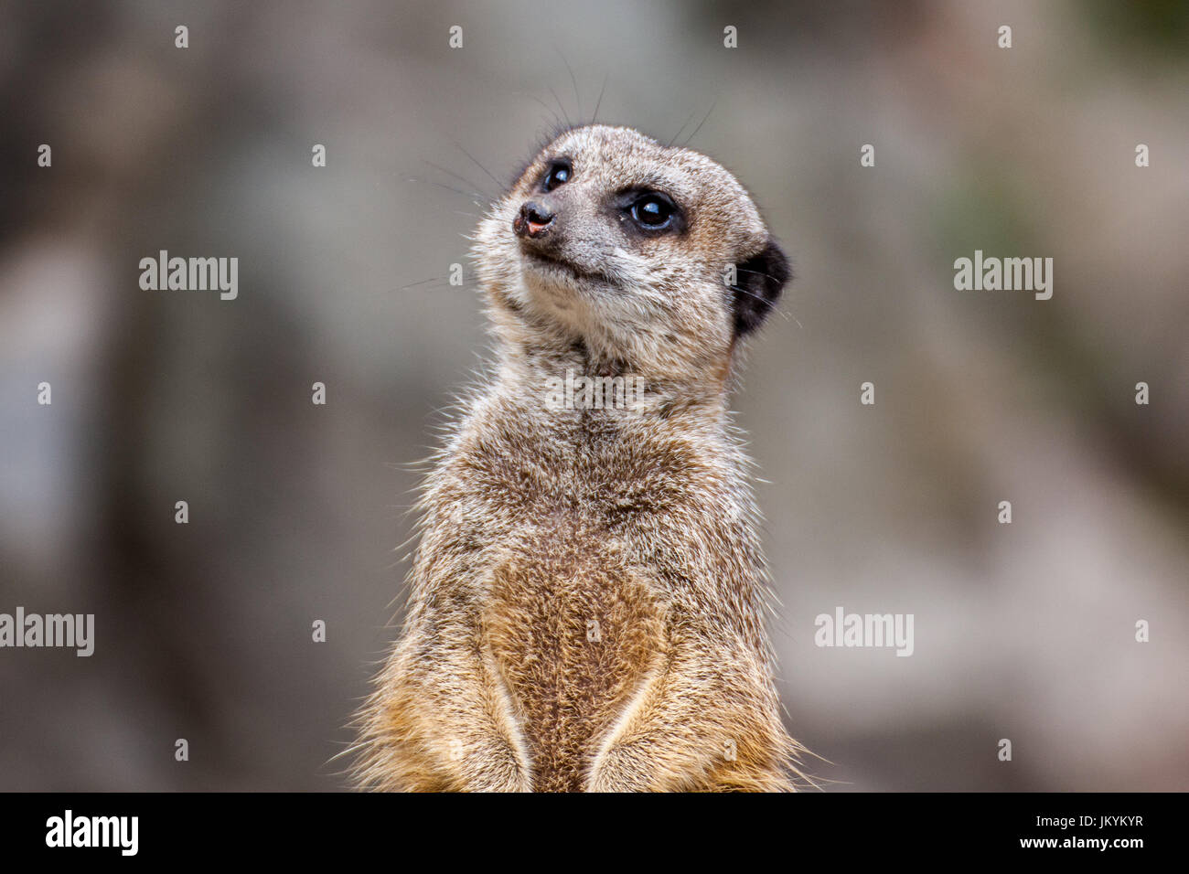 Le meerkat ou suricate est une petite carnivoran appartenant à la famille des mangoustes. C'est la seule espèce du genre Suricata Banque D'Images