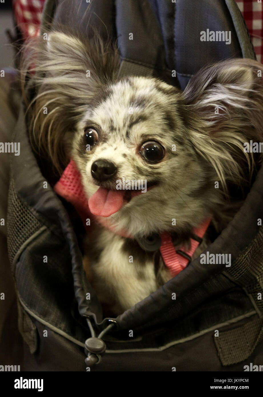 Chihuahua mélanger dans un sachet avec la langue dehors Banque D'Images