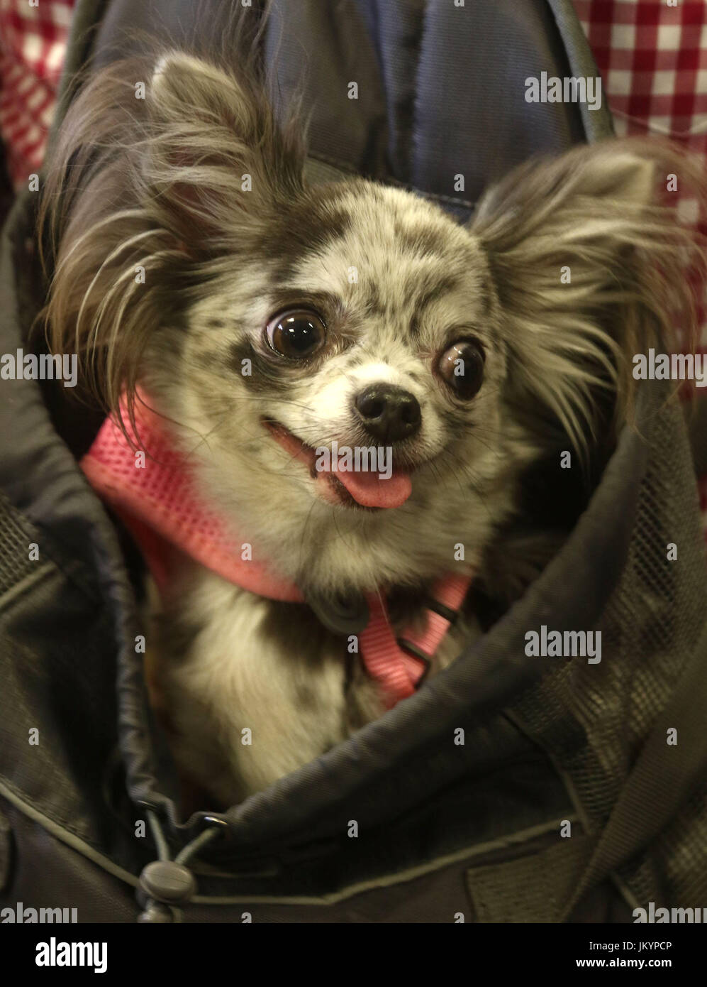 Chihuahua mélanger dans un sachet avec la langue dehors Banque D'Images
