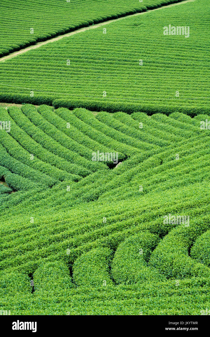 La plantation de thé à Moc Chau village, province de Son La, Vietnam Banque D'Images