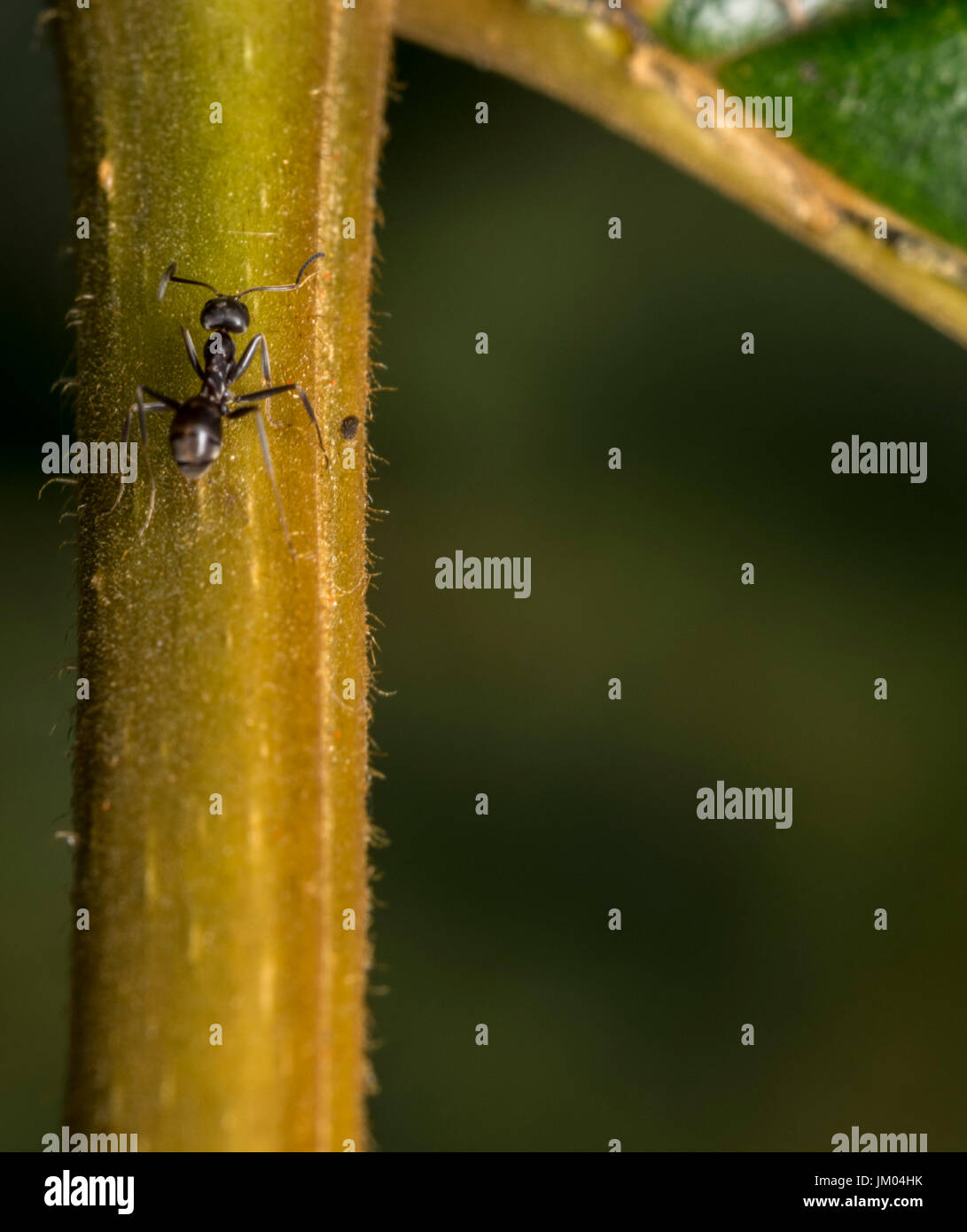 Ant noir marche sur une branche de l'usine Banque D'Images