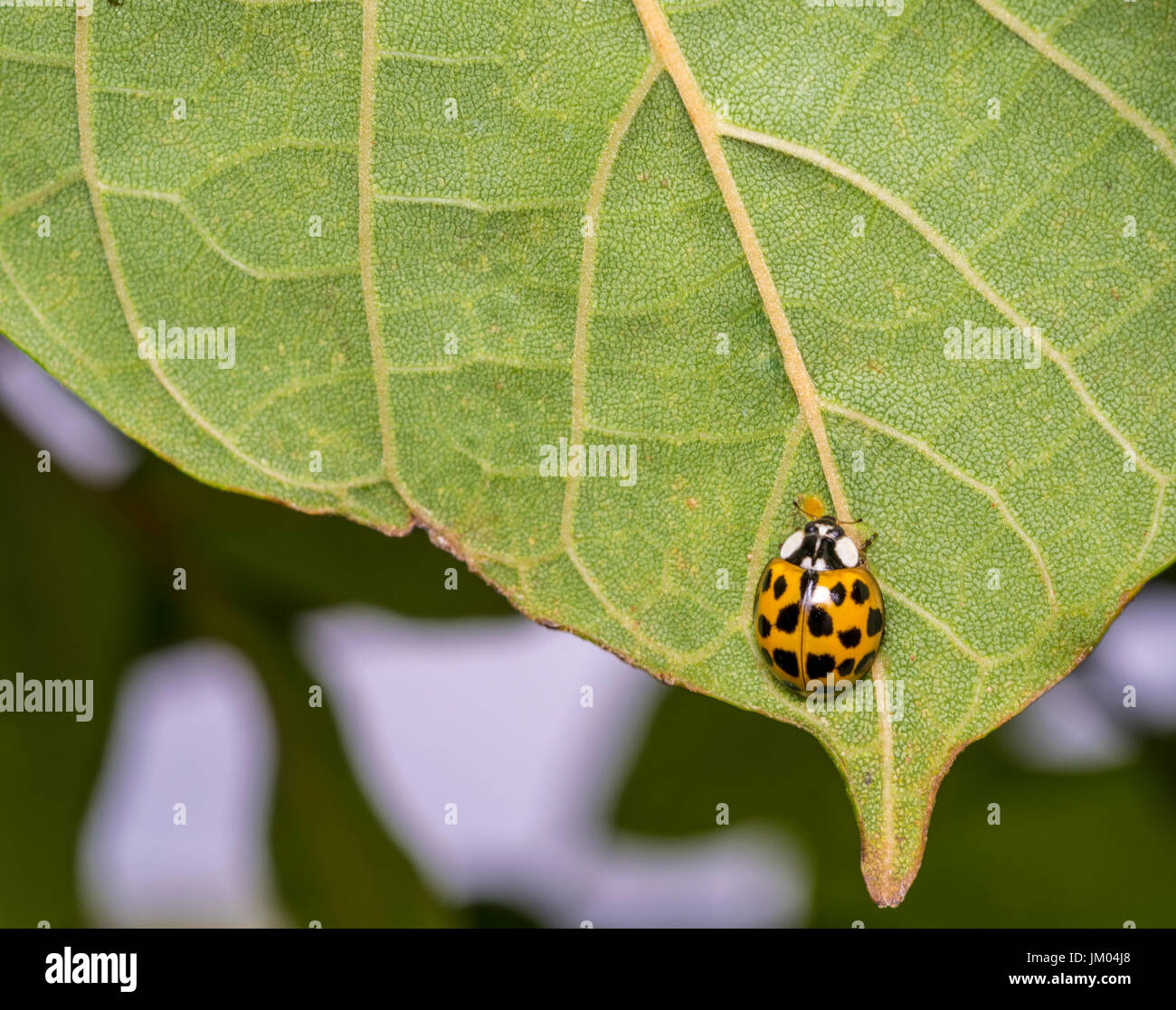 Coccinelle Beige marche sur une feuille d'arbre Banque D'Images