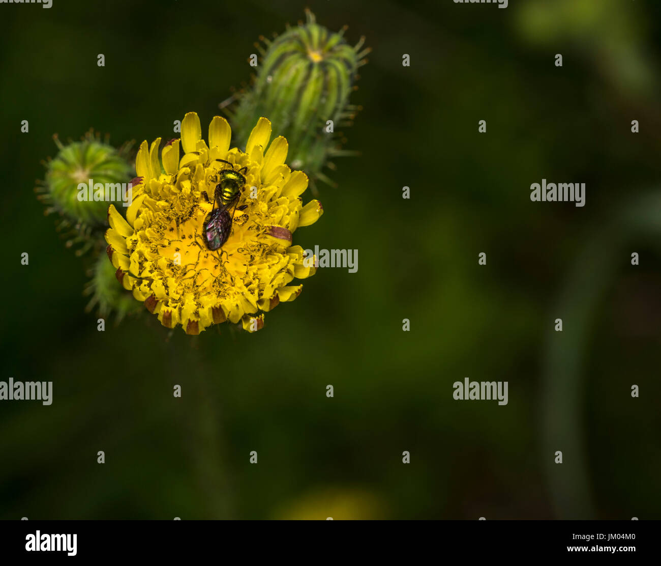 Sueur Agapostemon pollinisateurs abeilles une fleur jaune Banque D'Images